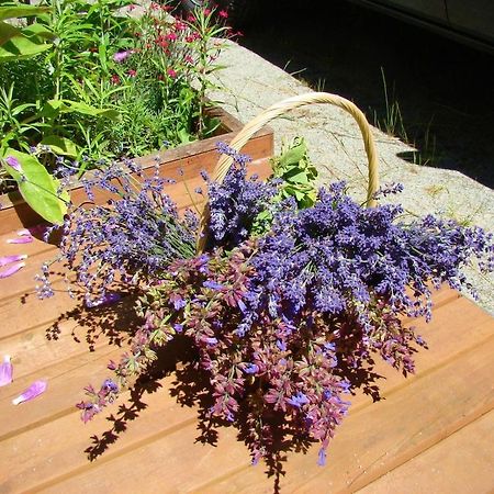 Cozy ,Artistic Cottage In A Garden Setting Close To The Beach And Hiking Trails. Powell River Exterior photo